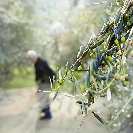 Conca Sandra - Farm On * Perledo