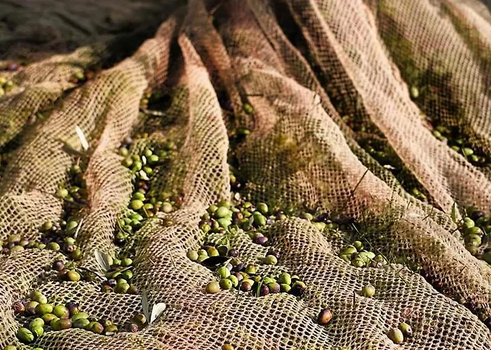 Conca Sandra - Farm On *