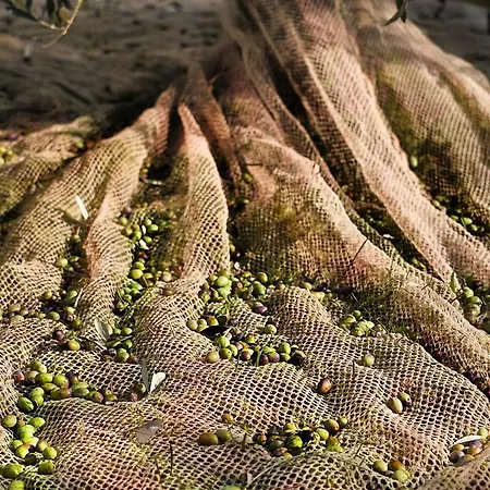 Conca Sandra - Farm On *