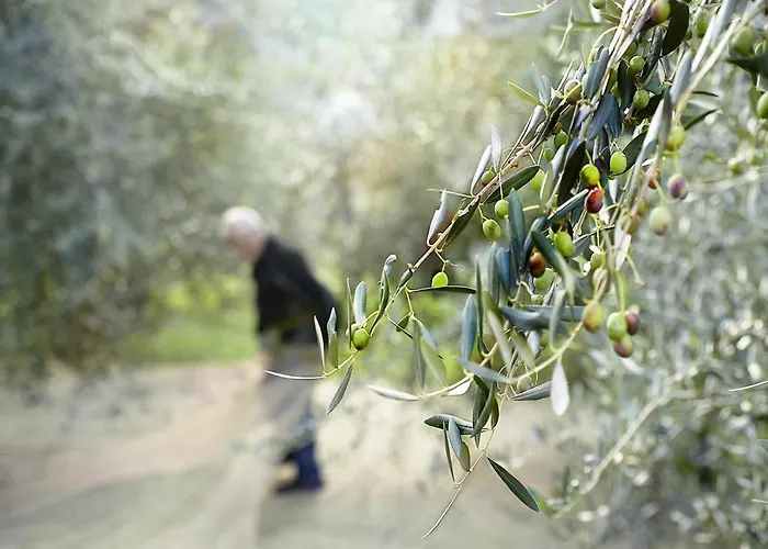 Conca Sandra - Farm On * Perledo